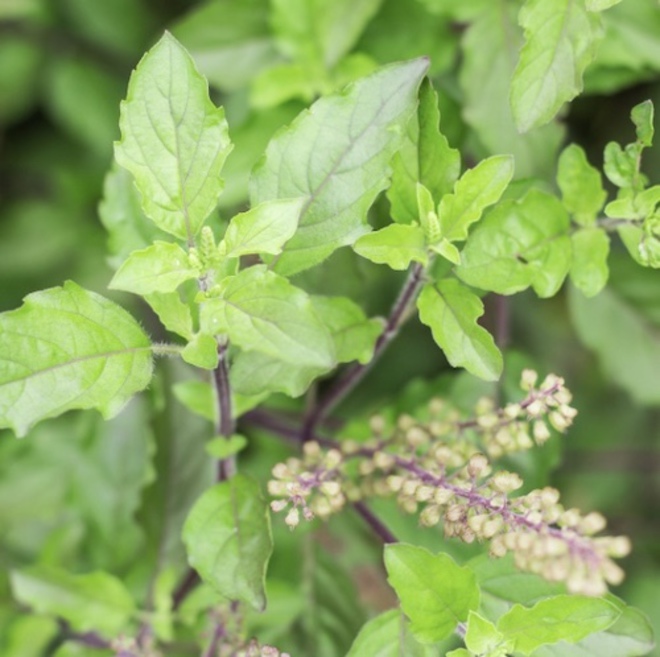 Holy basil essential oil, certified organic image 0